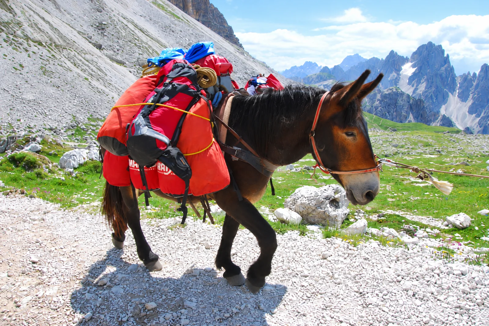 Carrying Cost, Toby Elwin, blog, image source: get.pxhere.com Pack mule loaded with red gear bags on a rocky mountain trail, Carrying Cost: the penalty to carry on, blog, Toby Elwin